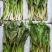 新鲜山野菜，鹿耳韭