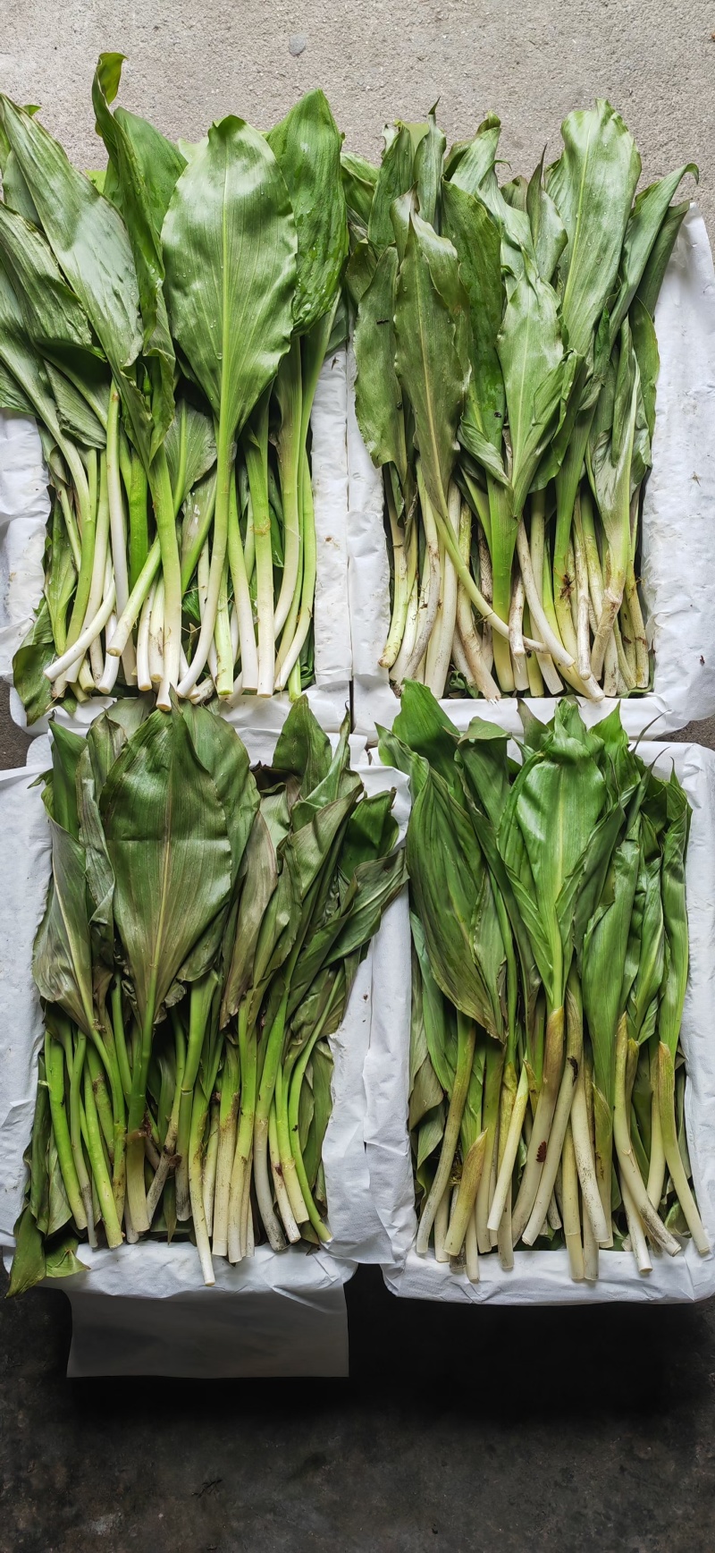 新鲜山野菜，鹿耳韭