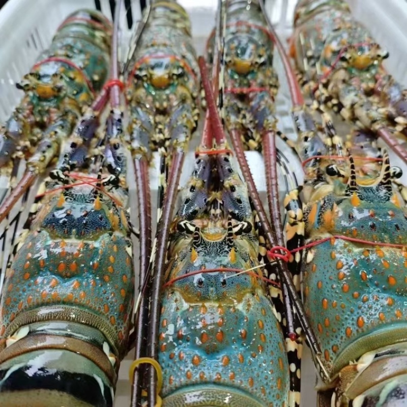 花龙，规格500-700，700-1000