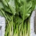 新鲜山野菜，鹿耳韭