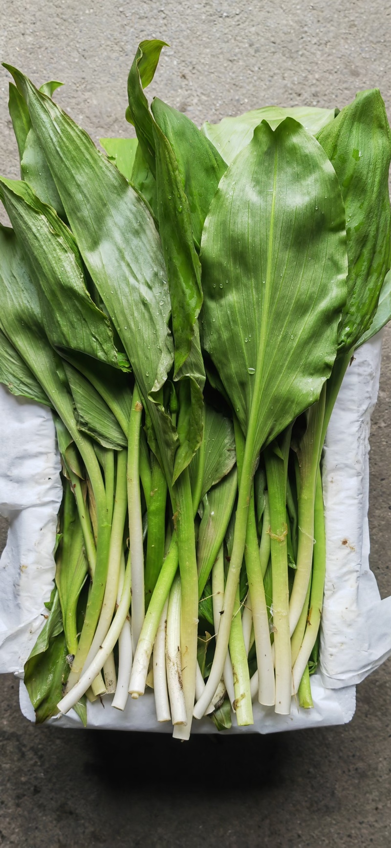 新鲜山野菜，鹿耳韭