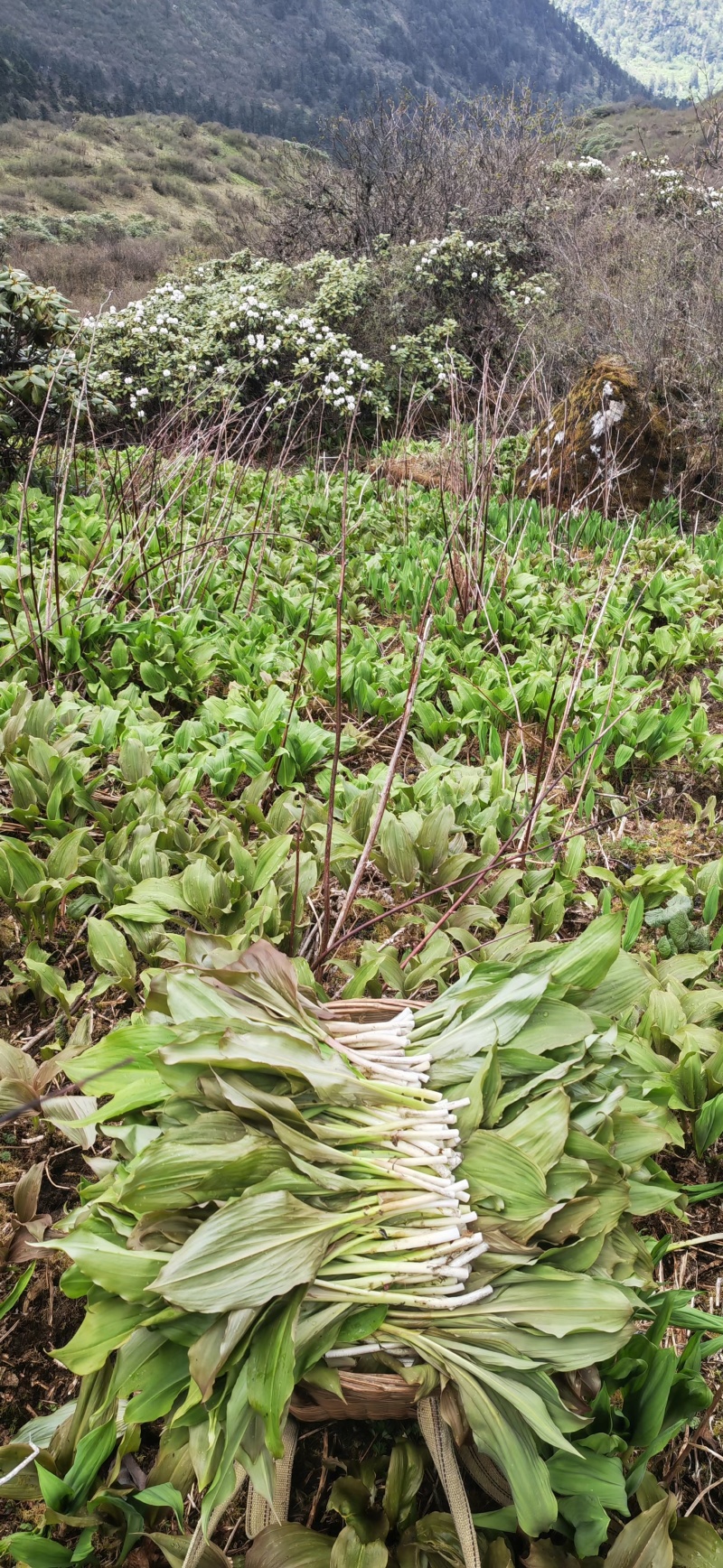 新鲜山野菜，鹿耳韭