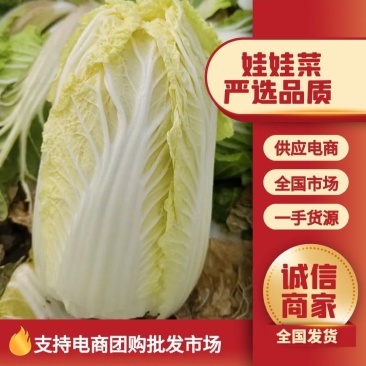 娃娃菜产地一手货源规格齐全可视频看货代发全国