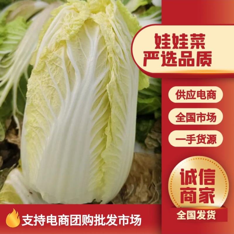 娃娃菜产地一手货源规格齐全可视频看货代发全国