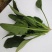 新鲜菠菜，营养丰富，适合家庭烹饪，现摘现卖