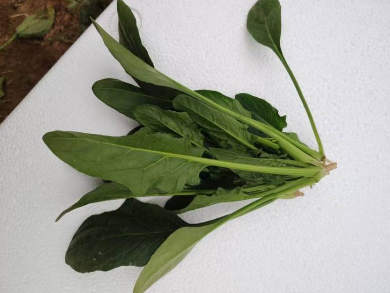 新鲜菠菜，营养丰富，适合家庭烹饪，现摘现卖