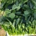 新鲜菠菜，营养丰富，适合家庭烹饪，现摘现卖
