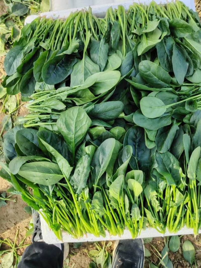新鲜菠菜，营养丰富，适合家庭烹饪，现摘现卖