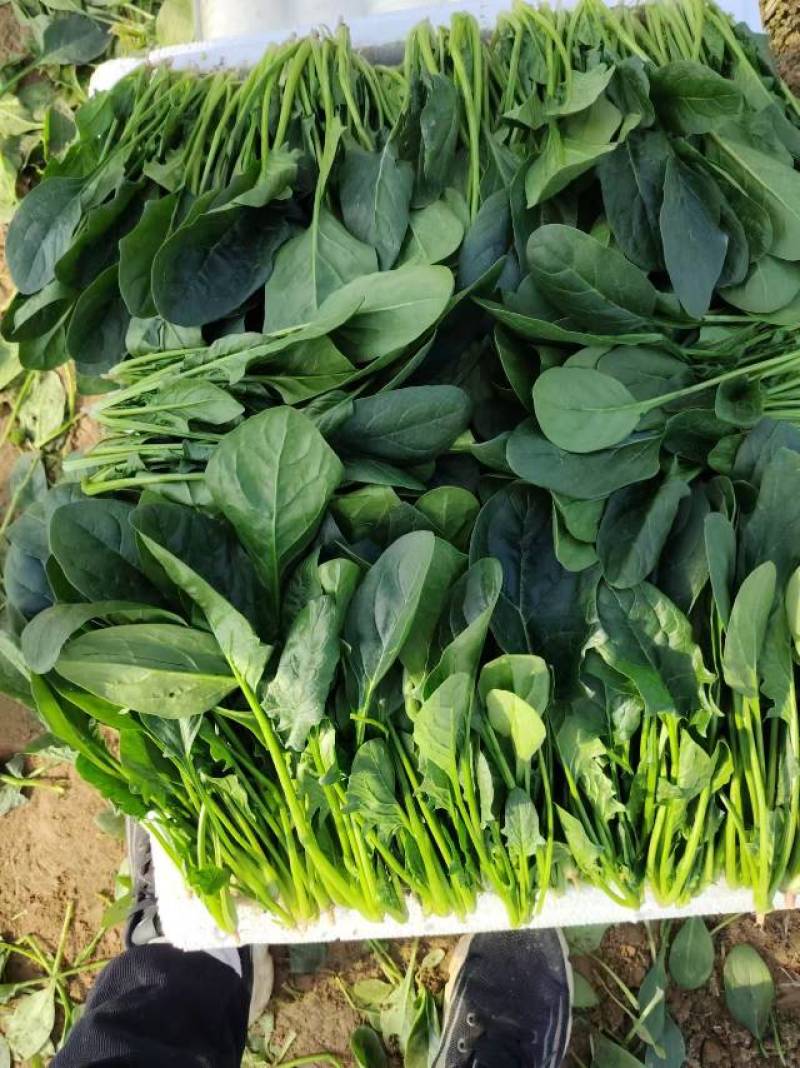 新鲜菠菜，营养丰富，适合家庭烹饪，现摘现卖