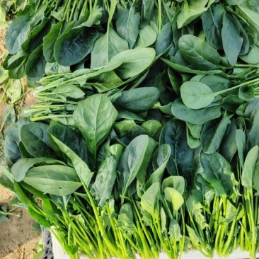 新鲜菠菜，营养丰富，适合家庭烹饪，现摘现卖