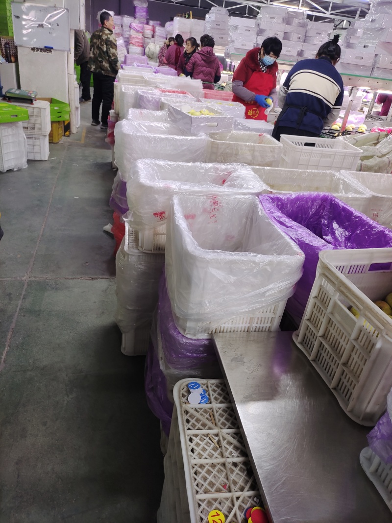 大量批发维纳斯，采摘，分装，装箱，物流一条龙