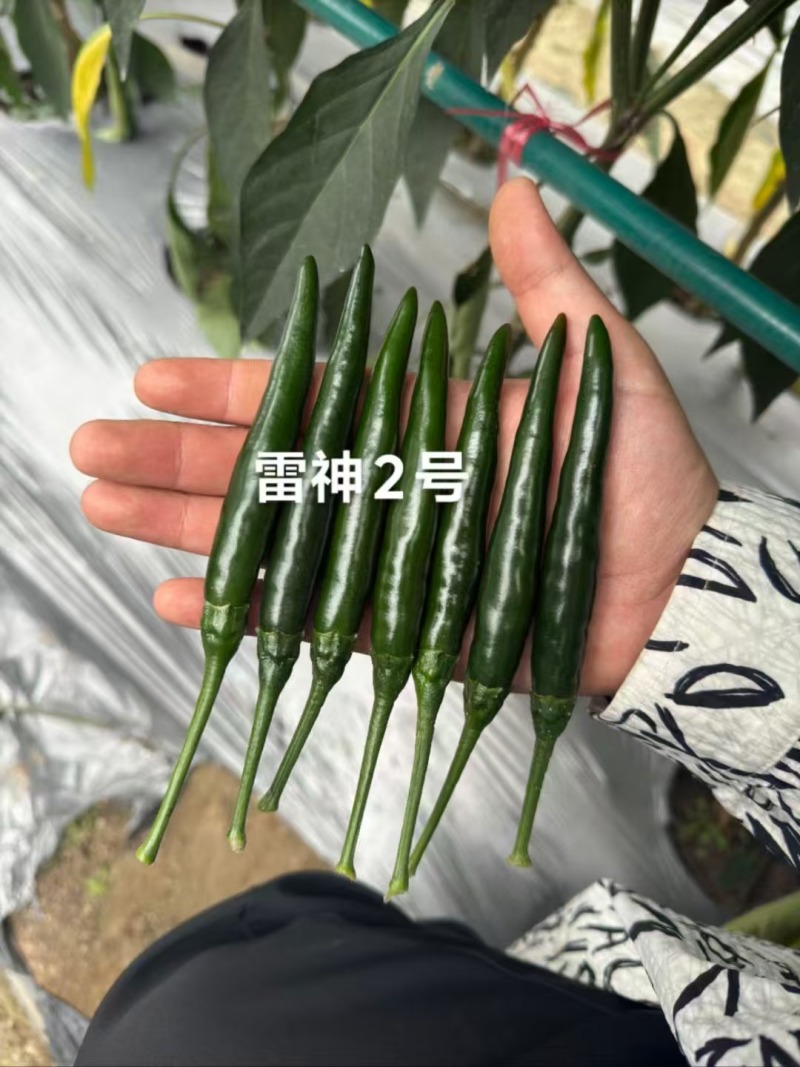 黑绿色朝天椒种子满丰雷神2号朝天椒种子大果青红两用种籽