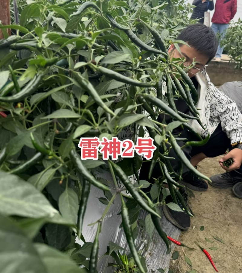 黑绿色朝天椒种子满丰雷神2号朝天椒种子大果青红两用种籽