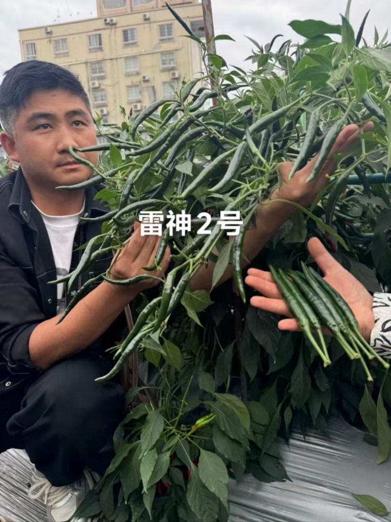 黑绿色朝天椒种子满丰雷神2号朝天椒种子大果青红两用种籽