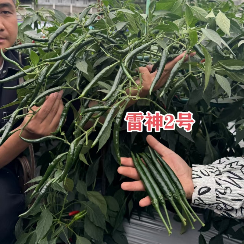 黑绿色朝天椒种子满丰雷神2号朝天椒种子大果青红两用种籽