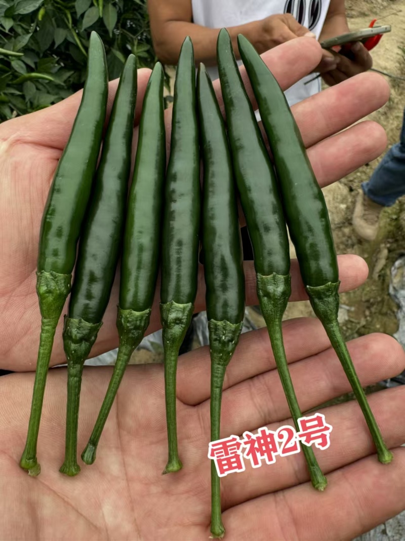 黑绿色朝天椒种子满丰雷神2号朝天椒种子大果青红两用种籽