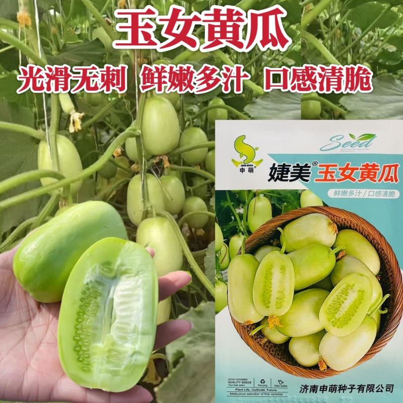 玉女小黄瓜种子脆嫩迷你水果黄瓜种子春夏秋四季盆栽阳台蔬菜