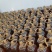 精品胡麻油大量供应内蒙古产地直发。量大从优保质保量