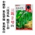 鼎牌三比2号丝瓜种子果皮翠绿早熟种籽大棚露地水瓜种子