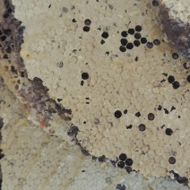 野生百花蜜
