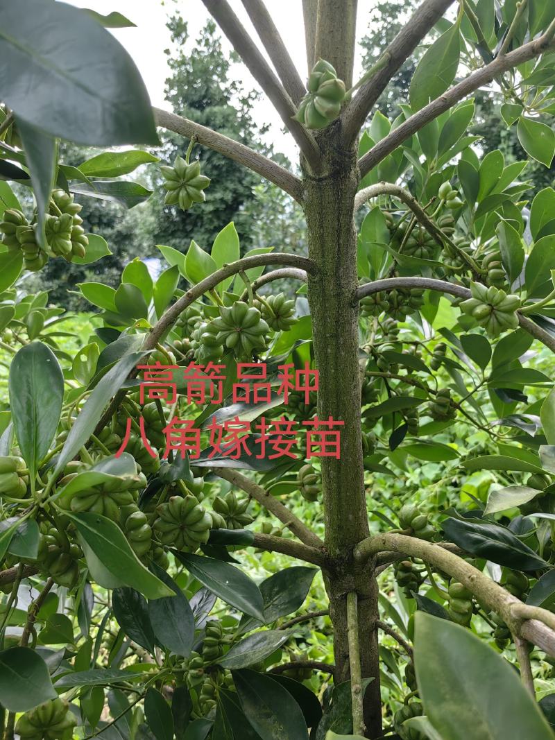 高箭新品种