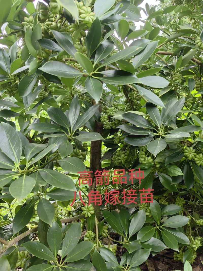 高箭新品种
