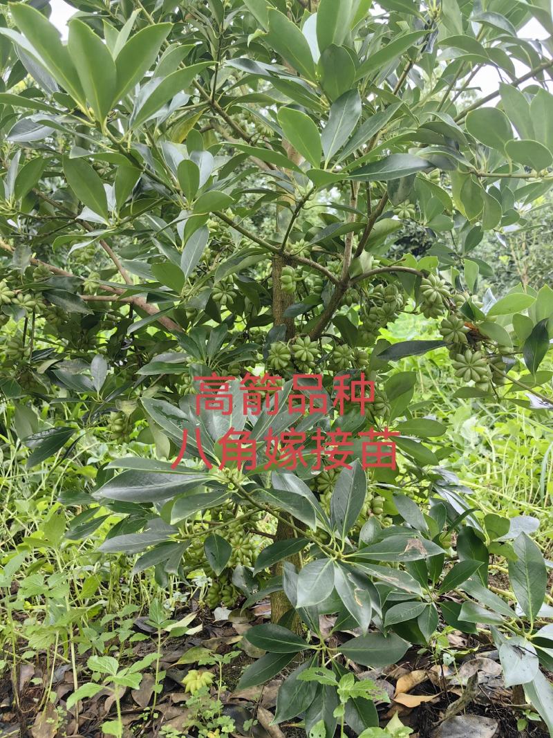 高箭新品种