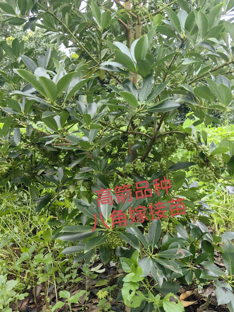 高箭新品种