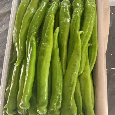 精品尖椒大量上市中，产地直供，走货量快