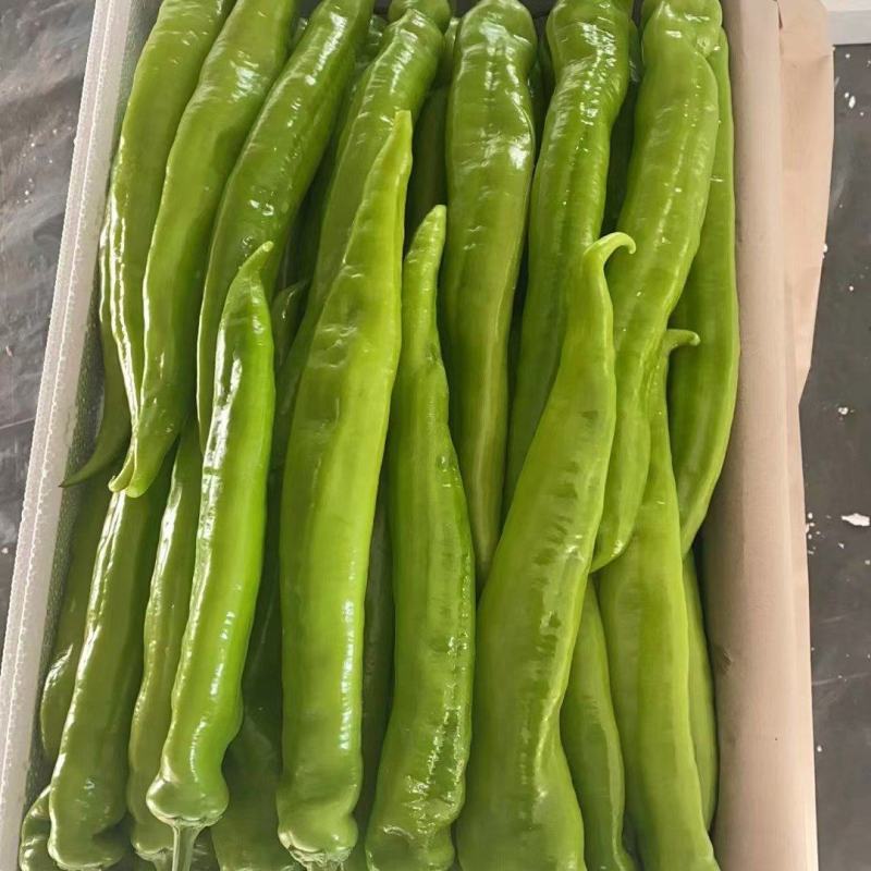 精品尖椒大量上市中，产地直供，走货量快