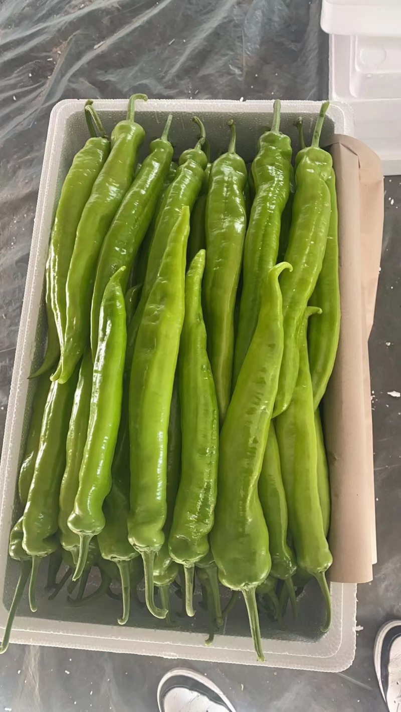 精品尖椒大量上市中，产地直供，走货量快