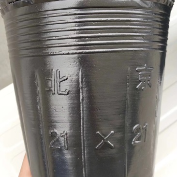 营养钵育苗盆加厚营养杯塑料育苗杯一次性营养袋黑色种植育苗花盆
