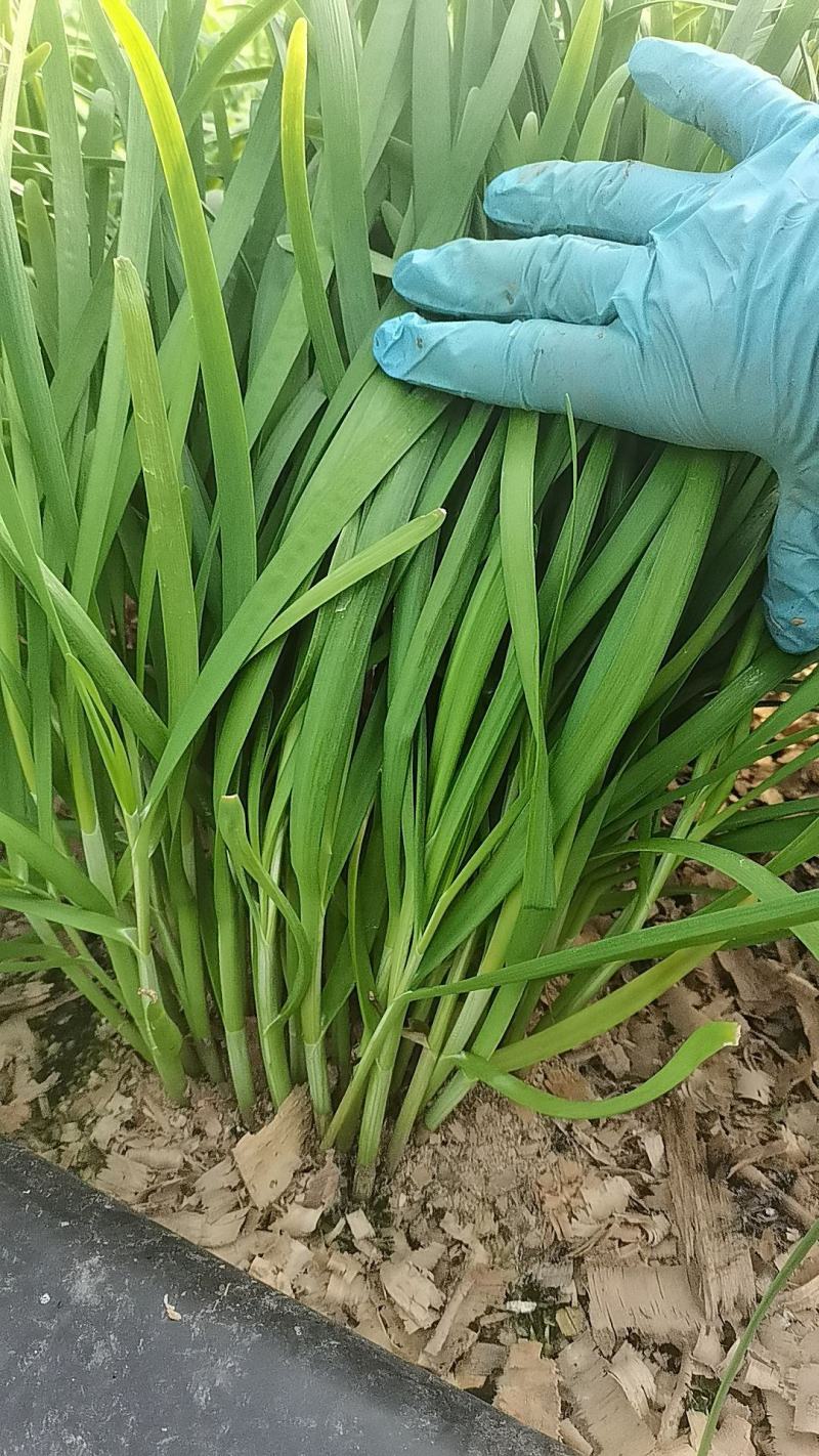 大叶韭菜