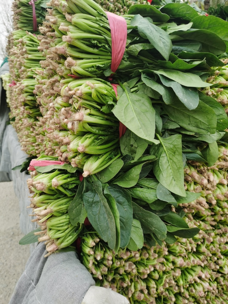 聊城东昌府区产地菠菜大量上市支持超市，电商，学校食堂