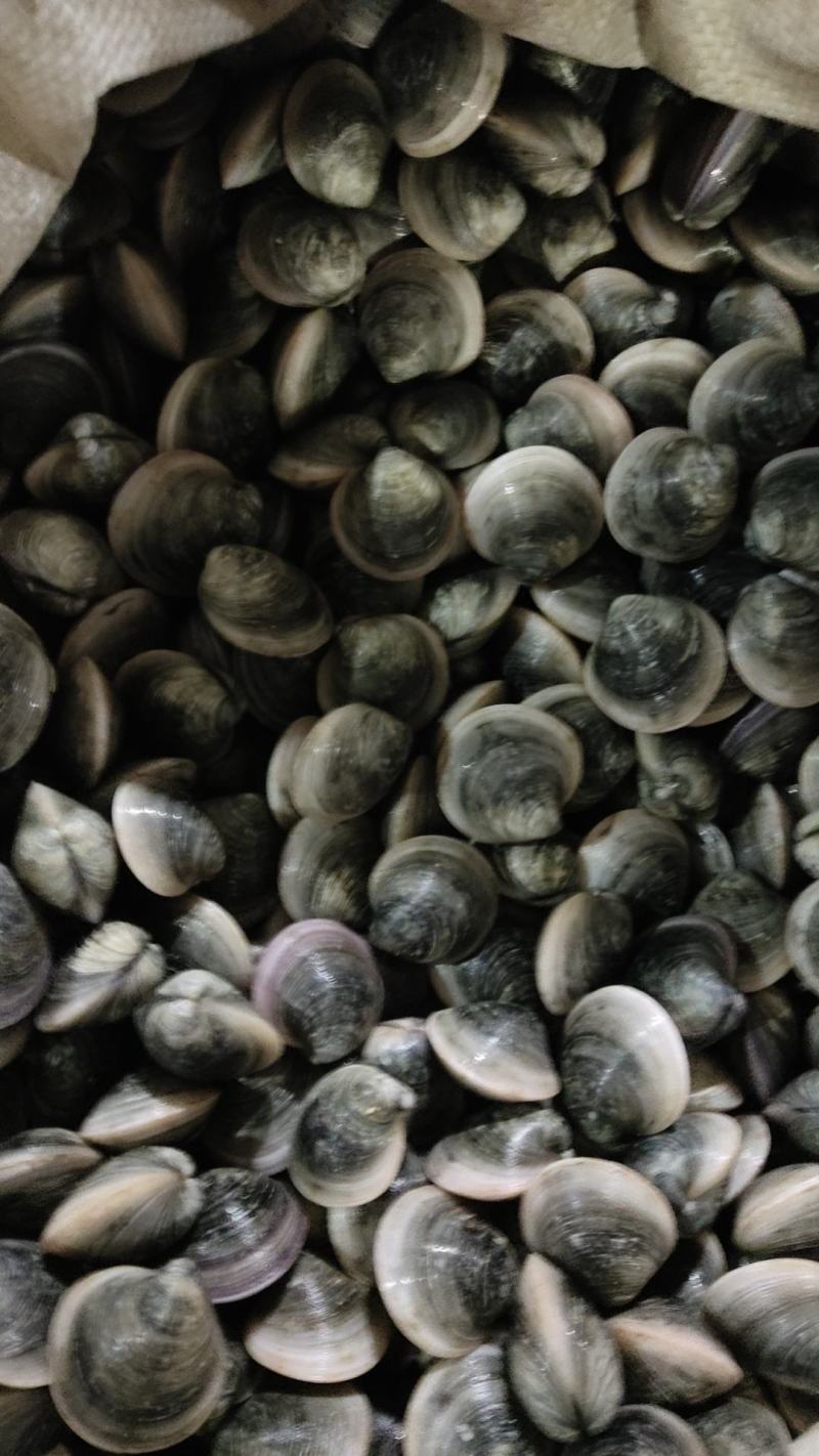 铁蛤