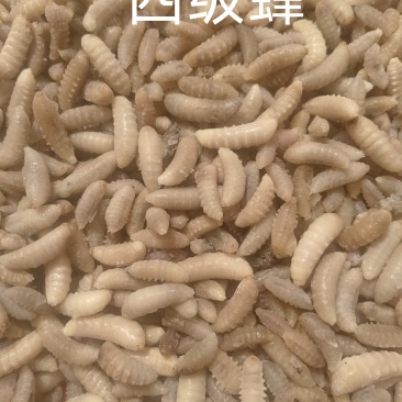 蜂蛹