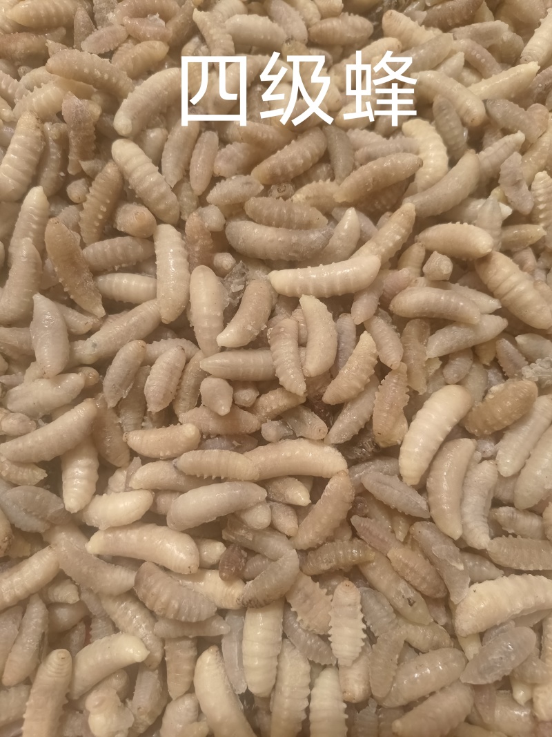 蜂蛹