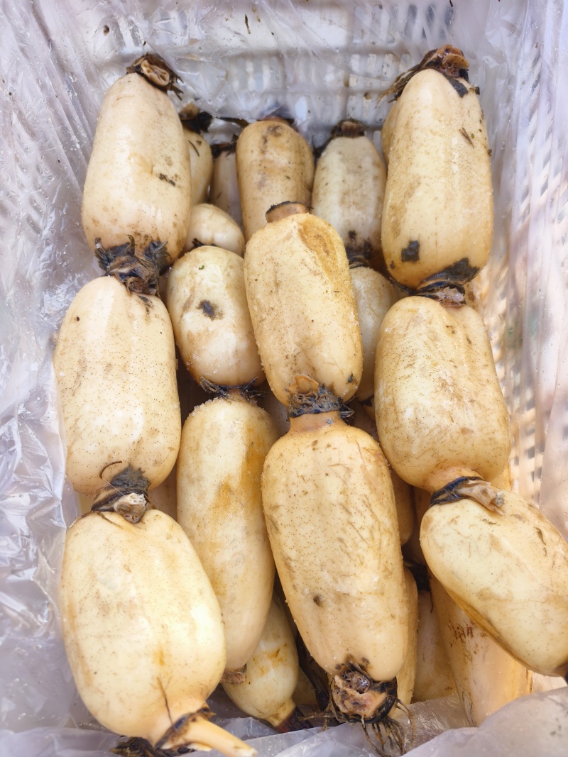 精品白莲藕大量有货，一手货源产地直发保质保需要联系我
