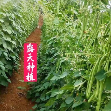 云南保山露天种植四季豆小金豆批发代发