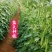 云南保山露天种植四季豆小金豆批发代发
