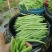 云南保山露天种植四季豆小金豆批发代发