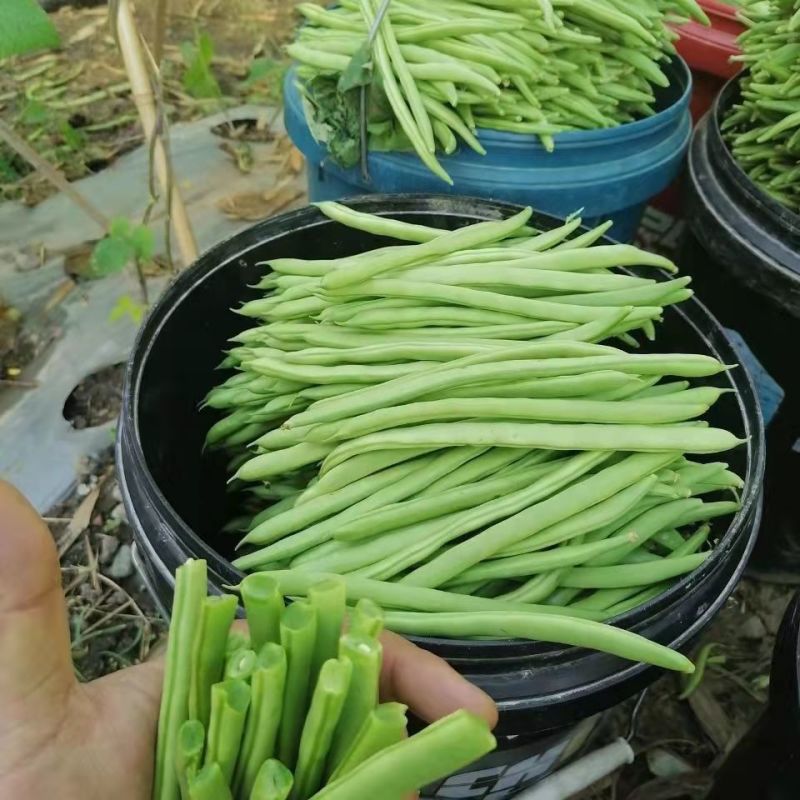 云南保山露天种植四季豆小金豆批发代发