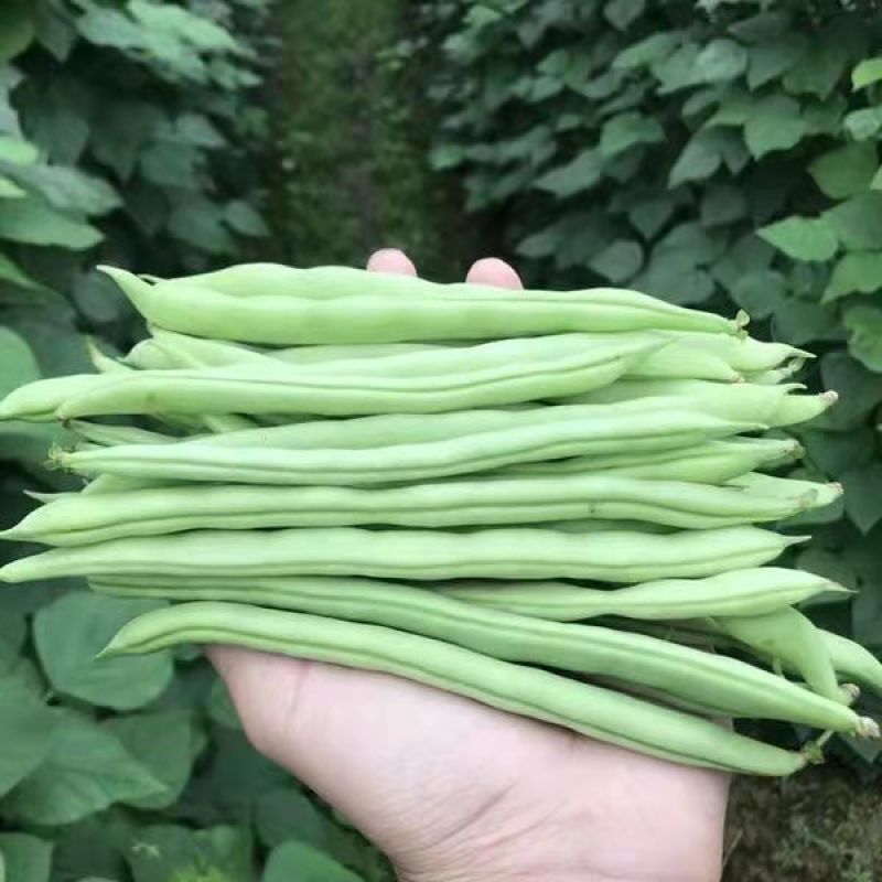 云南保山露天种植四季豆小金豆批发代发