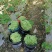 云南保山露天种植四季豆小金豆批发代发