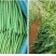 云南保山露天种植四季豆小金豆批发代发
