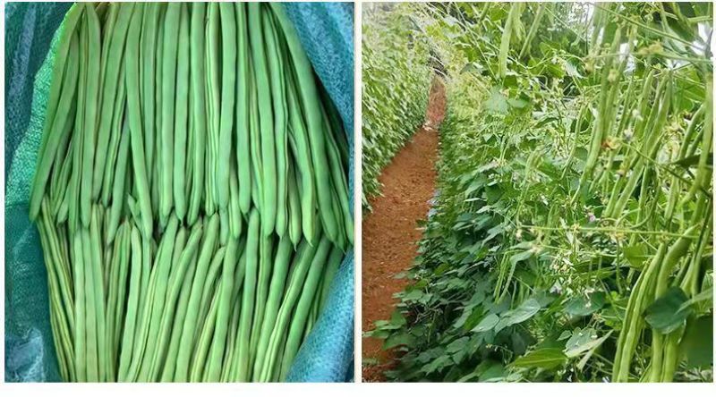 云南保山露天种植四季豆小金豆批发代发