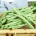 云南保山露天种植四季豆小金豆批发代发