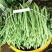 云南保山露天种植四季豆小金豆批发代发