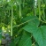 云南保山露天种植四季豆小金豆批发代发