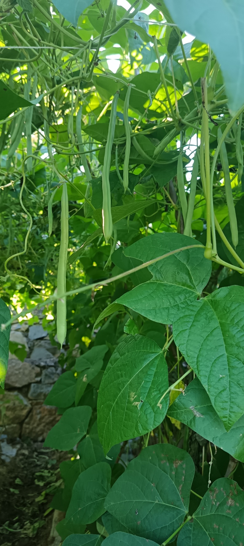 云南保山露天种植四季豆小金豆批发代发